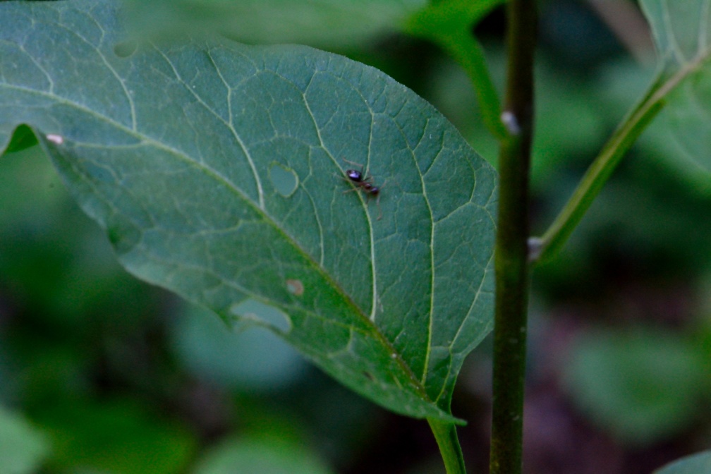 Ant On A Leaf