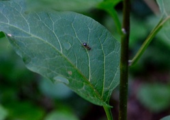 Ant On A Leaf