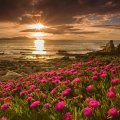 flowers on a rocky beach at sunset