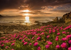 flowers on a rocky beach at sunset