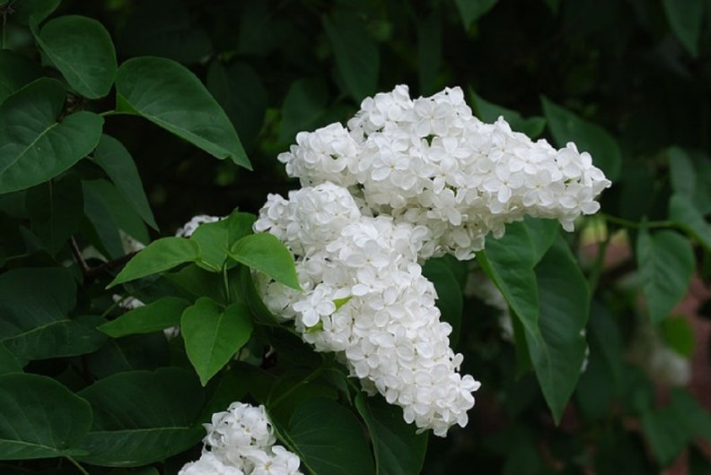 white_lilac_flowers.jpg
