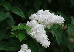 WHITE LILAC FLOWERS