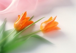 Frilled tulips in orange