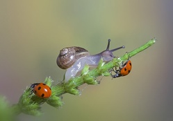 *Ladybugs and snails *