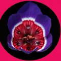 Purple Flower & Red Centre