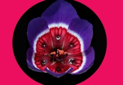 Purple Flower &amp; Red Centre