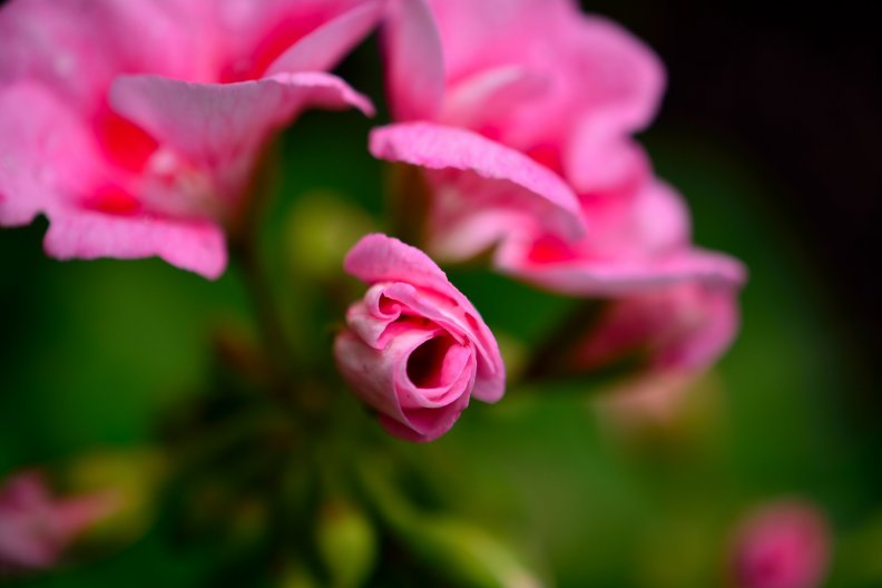 pink_spring.jpg