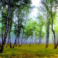 mystical birch forest hdr
