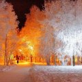 marvelous park trees lit up in winter