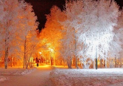 marvelous park trees lit up in winter