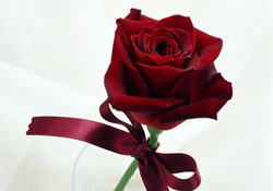 Gift Rose