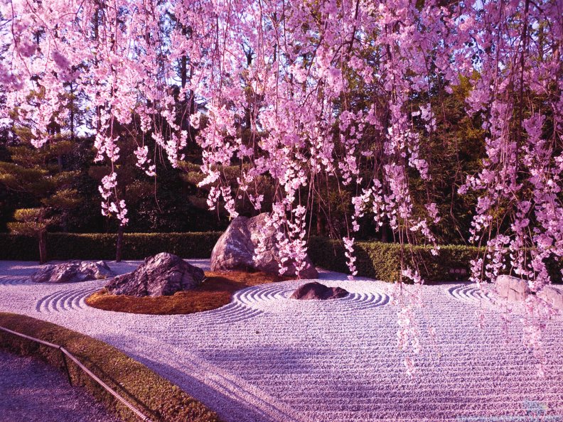 cherry_blossom_tree.jpg