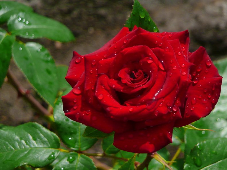 pretty_red_rose.jpg