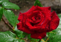 Pretty red rose