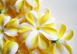 Pretty yellow and white flowers