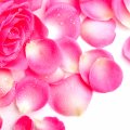 Beautiful Pink Rose Petals in Waterdrops