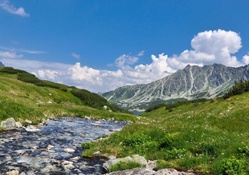 mountain stream on a summer day