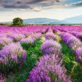 Bed of lavender