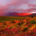 red rainbow over flowering desert