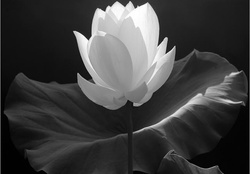 ~ Lotus Flower ~