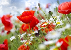 Poppies and Daisies