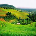 hillside terraced green fields