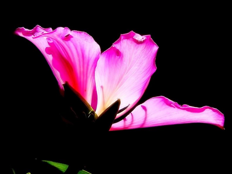 gorgeous_pink_flower.jpg