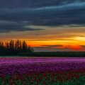 Sunset over flower field