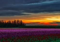 Sunset over flower field