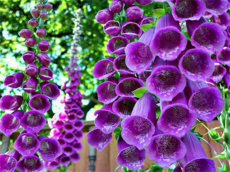 glorious_purple_bells_of_nature.jpg