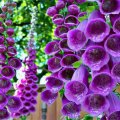 Glorious Purple Bells of Nature