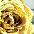 Dry Yellow Rose