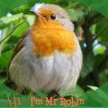 I'm Mr Robin