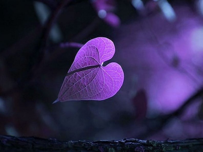 heart_purple.jpg