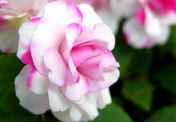 Pink &amp; White Rose