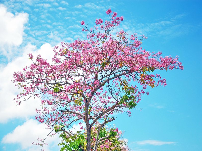 bloom_blooming_spring_sakura_tree.jpg