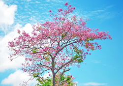 Bloom blooming Spring sakura tree