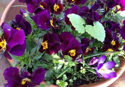 French pansies