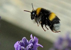 Flying bumblebee