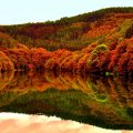 reflection in an autumn lake