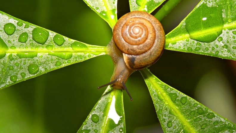 maroon_snail_on_leaf.jpg