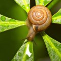 Maroon snail on leaf