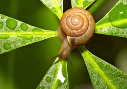 Maroon snail on leaf