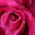 Macro Red Rose