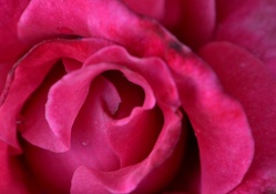 Macro Red Rose