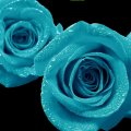 Blue Open Roses