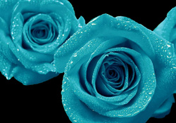Blue Open Roses