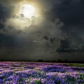 Field of lavender scented moonlight