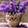 Lilac basket