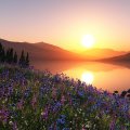 field of wildflowers by a lake at sunset